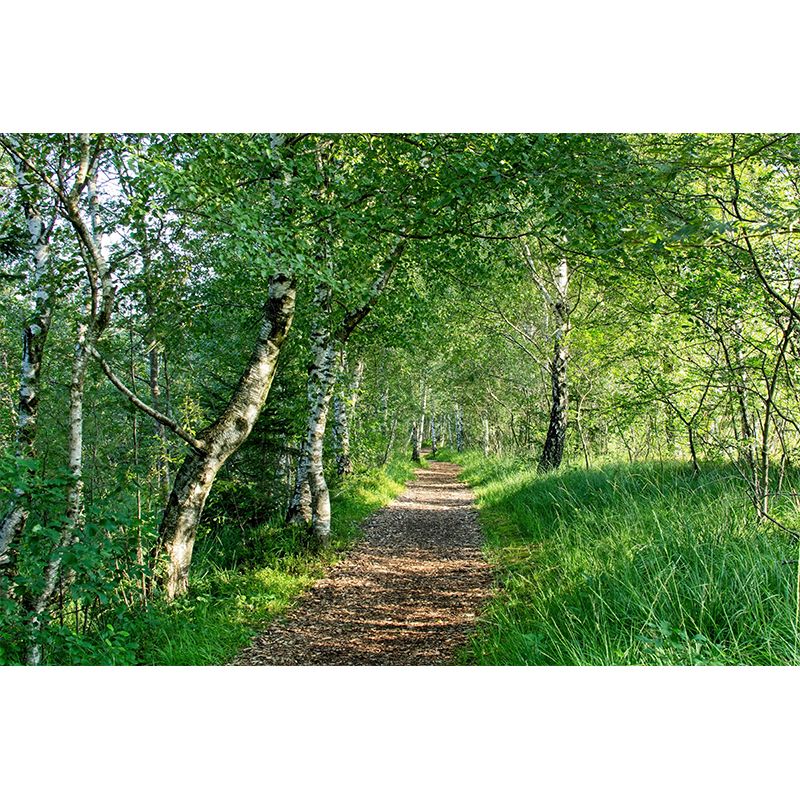 Space Extension Wall Mural Wallpaper Photography Style Mildew Resistant for Living Room