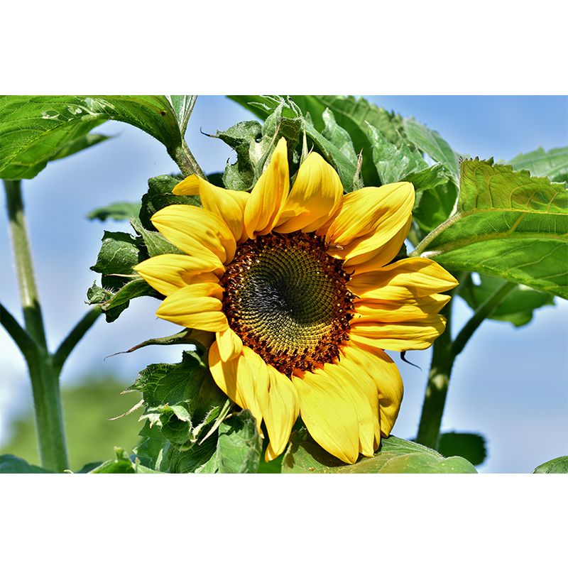 Alive Sunflower Mural Decal in Yellow Moisture Resistant, Custom Size Available