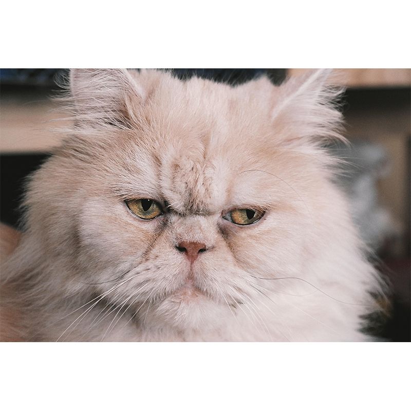 Horizontal Photography Persian Cat Mural Stain Resistant Wall Art for Living Room