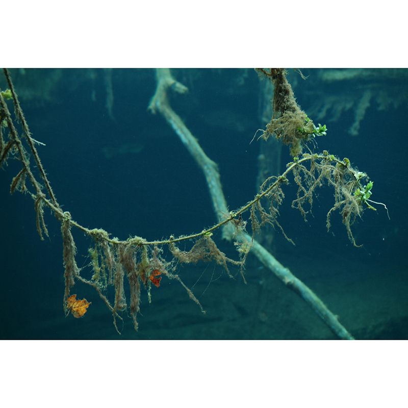 Customized Seabed Murals Photography Mildew Resistant Wall Murals for Home