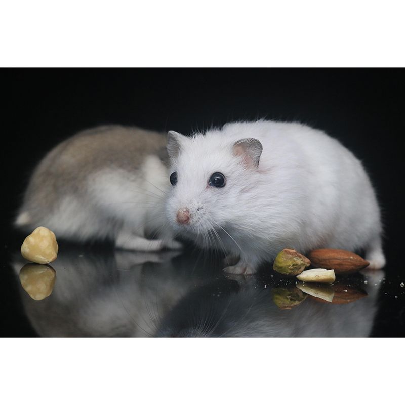 Customized Contemporary Hamster Mural Mildew Resistant for Sitting Room Bedroom