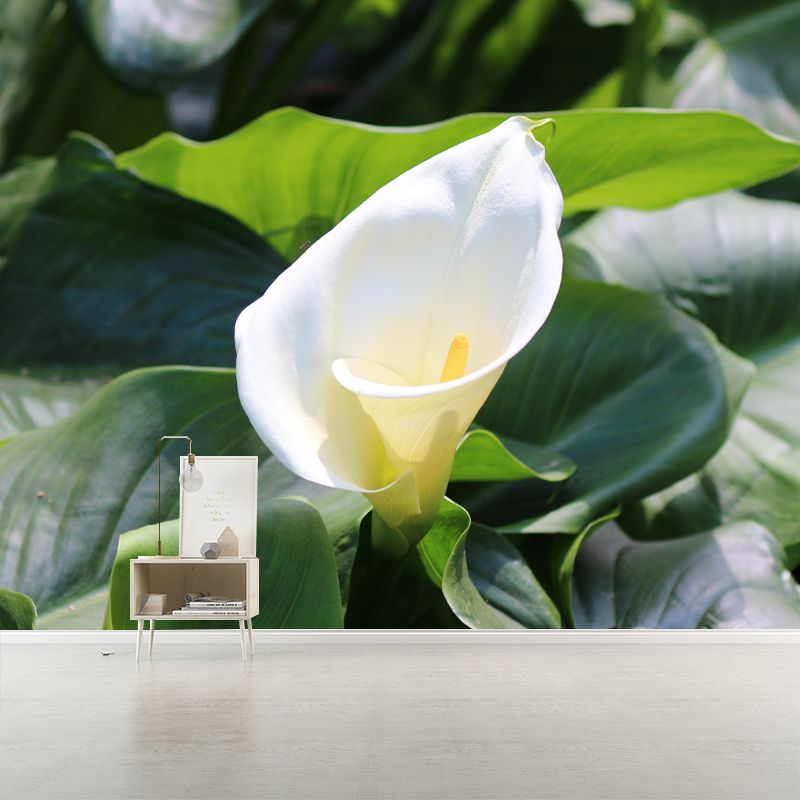 Customized Blooming Calla Mural Wallpaper Contemporary for Guest Room Decor