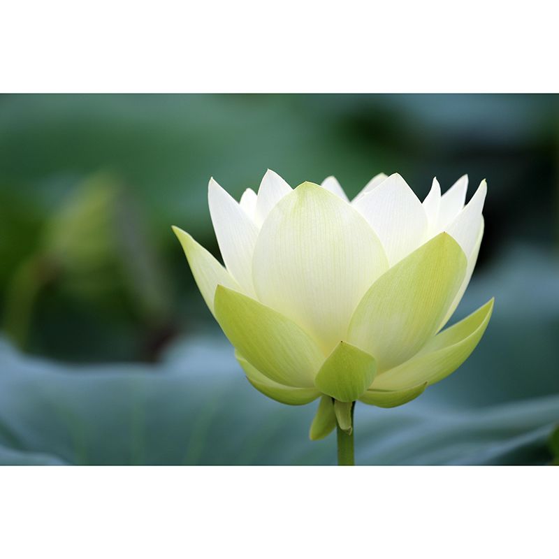 Modern Lotus Mural Wallpaper Stain Resistant Wall Covering for Living Room