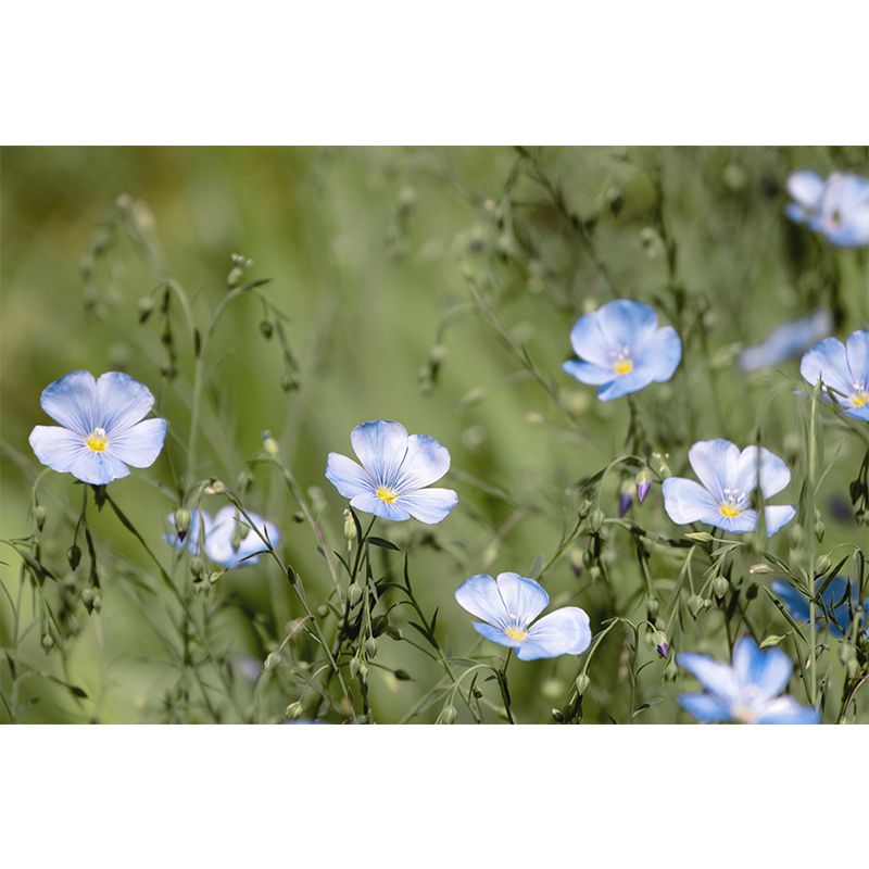 Photography Wall Mural with Blooming Flower Moisture Resistant Wall Decor