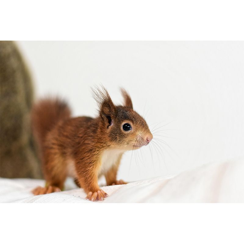 Customized Squirrel Wall Mural Wallpaper Horizontal Photography for Sitting Room