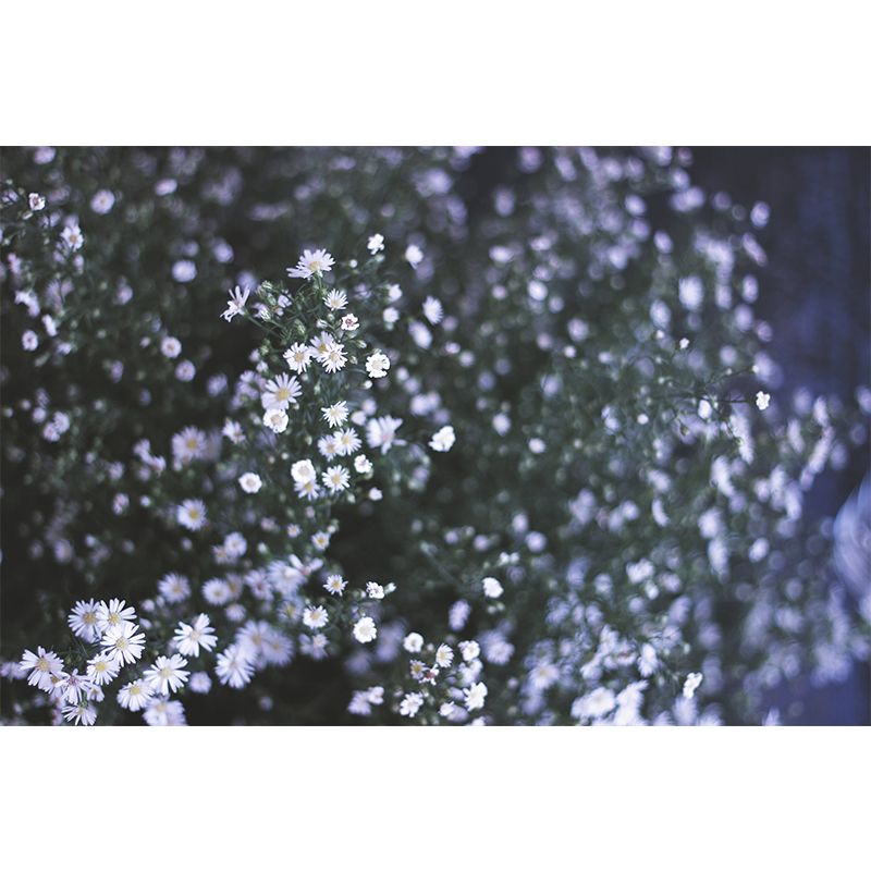 Flower Wall Mural Mildew Resistant Photography Horizontal Wall Decor for Bedroom