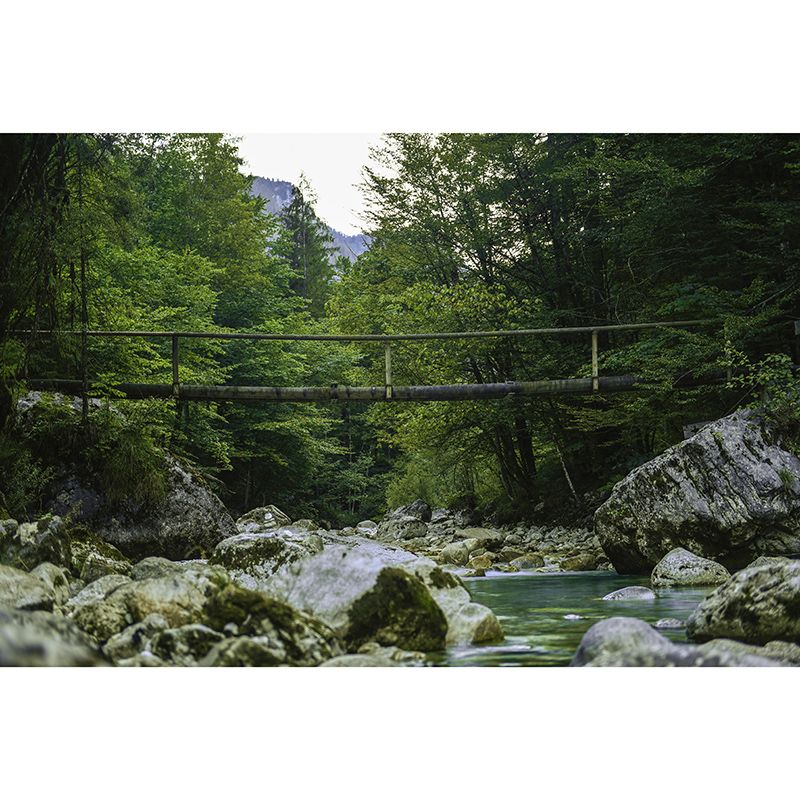 Contemporary Photography Forest Wall Mural Wallpaper Sitting Room Wall Art