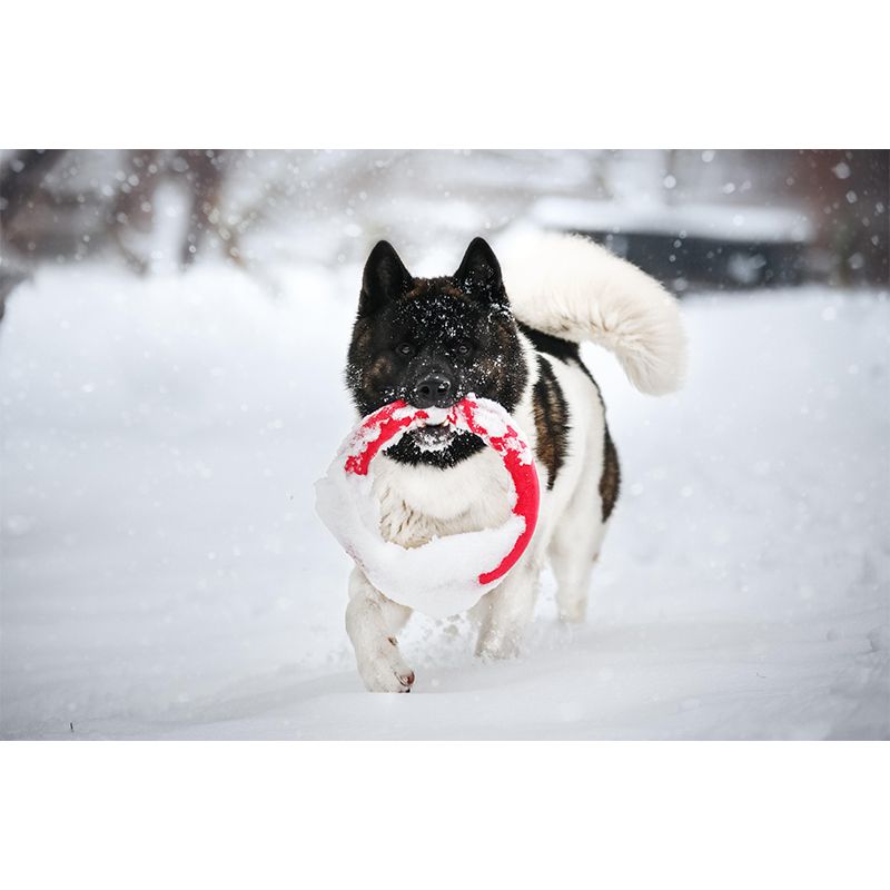 Horizontal Photography Akita Dog Mural Stain Resistant Wall Art for Living Room