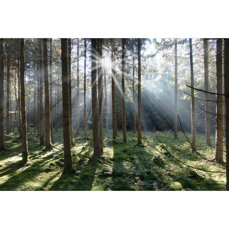 Customized Forest Mural Wall Covering Decorative Mildew Resistant for Bedroom