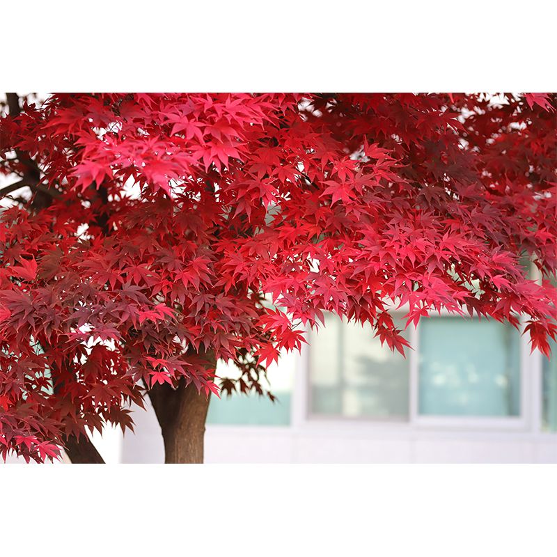 Fall Leaves Mural Wallpaper for Girl Bedroom Customised Size Wall Covering