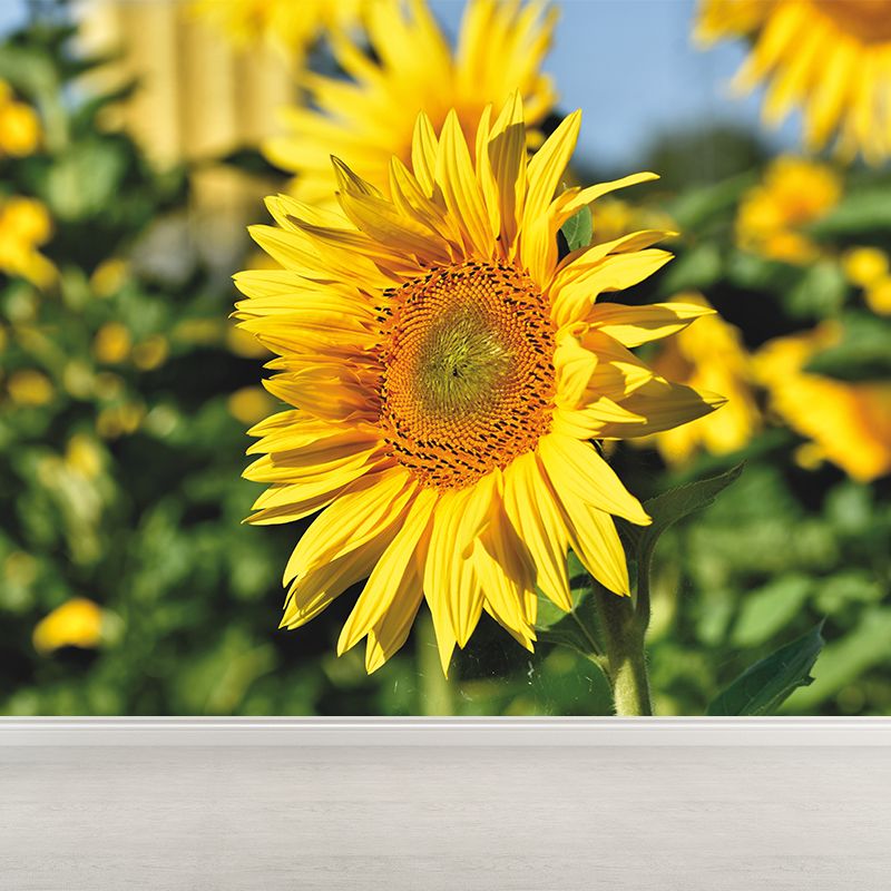Yellow Sunflower Scenery Mural Wallpaper for Meeting Room Decoration, Washable