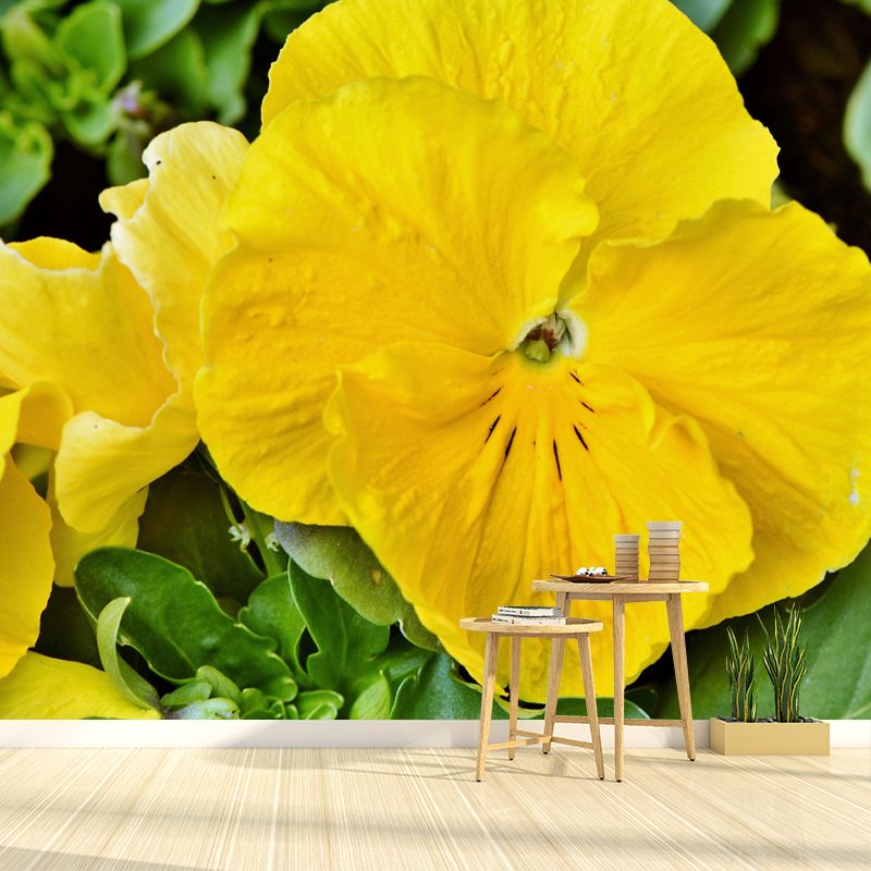 Horizontal Photography Pansy Wall Mural for Living Room Girls Women Bedroom