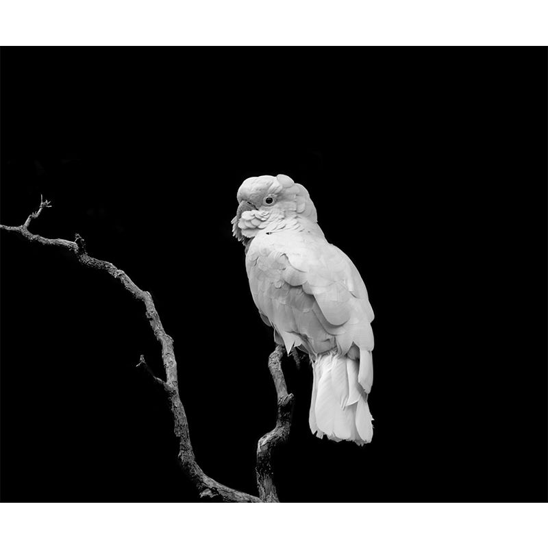 Parrot Print Mildew Resistant Wall Mural Wild Animal Wallpaper Sleeping Room Wall Mural