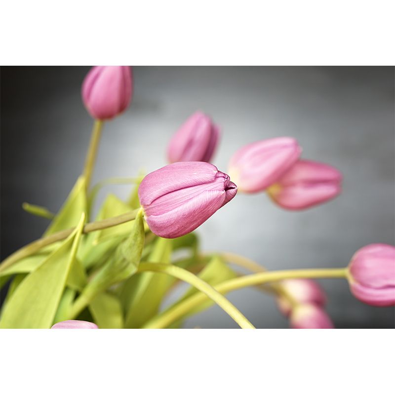 Tulip Flower Wall Covering for Home Wall Decor Water Resistant, Made to Measure