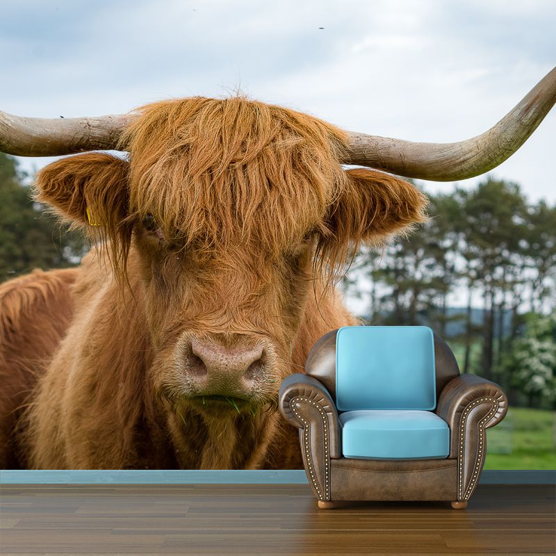 Highland Cow Removable Wall Mural for Sitting Room Bedroom, Made to Measure