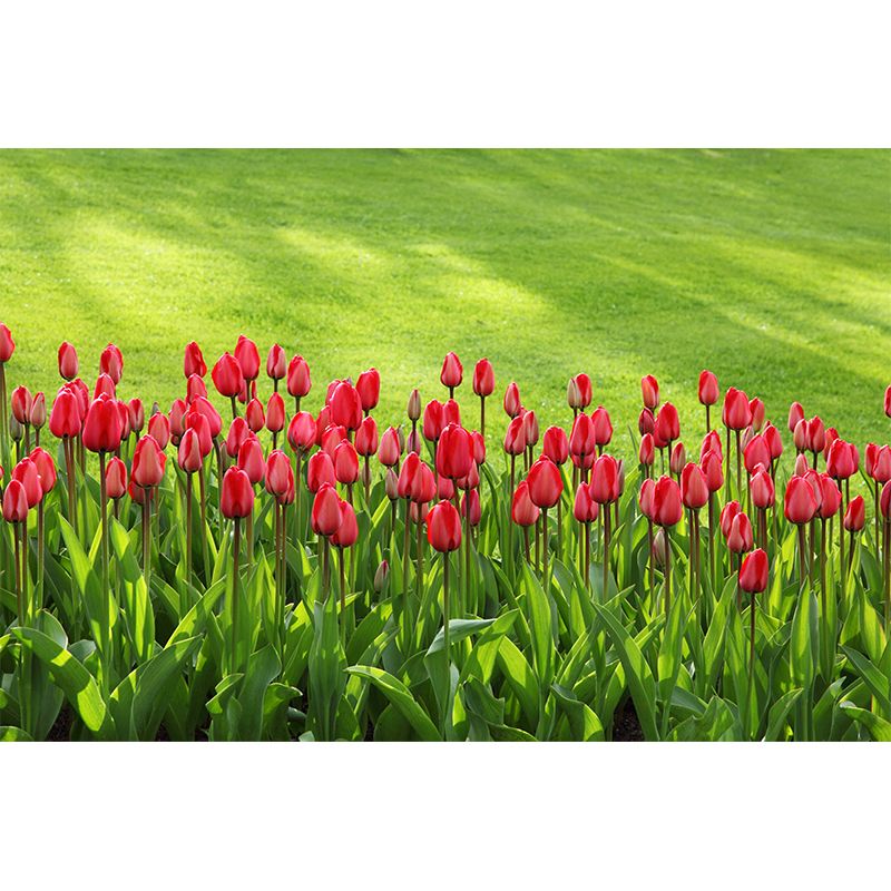 Photography Flower Field Mural Mildew Resistant Wallpaper Living Room Wall Mural