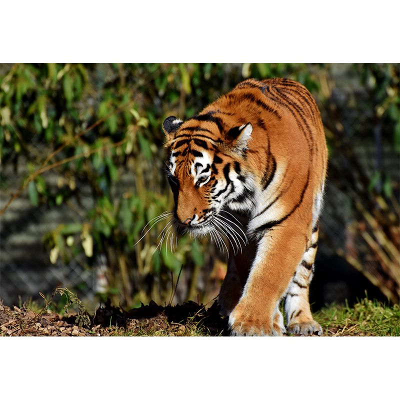 Cool Tiger Wall Paper Murals Waterproof Sitting Room Wall Decor, Custom Size Available