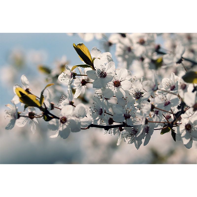 Flower Wall Mural for Sleeping Room Gust Room Water Resistant, Custom Size Available