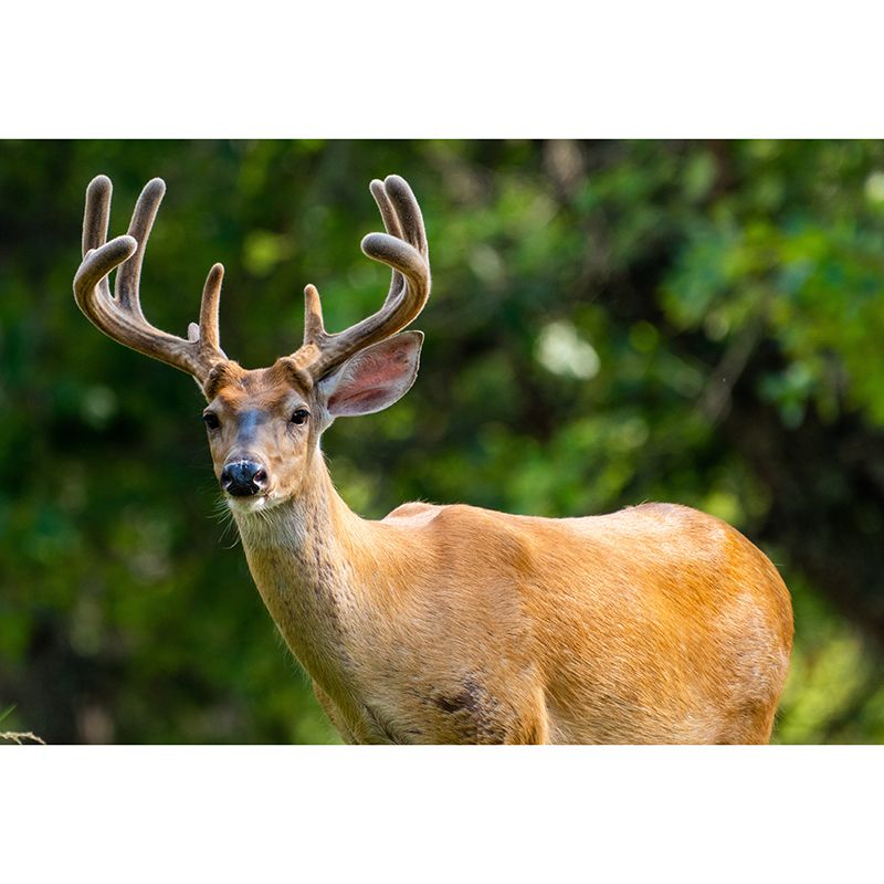 Lifelike Deer Animal Mural Moisture Resistant Living Room Wall Covering