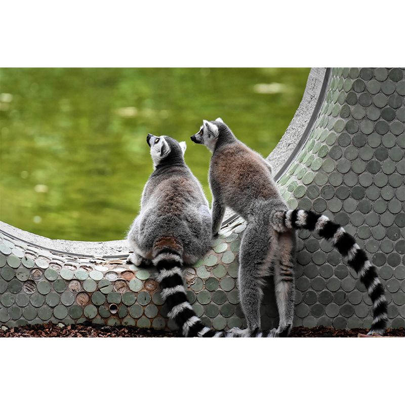 Customized Lemur Mural Environment Friendly Wallpaper for Sleeping Room Bedroom
