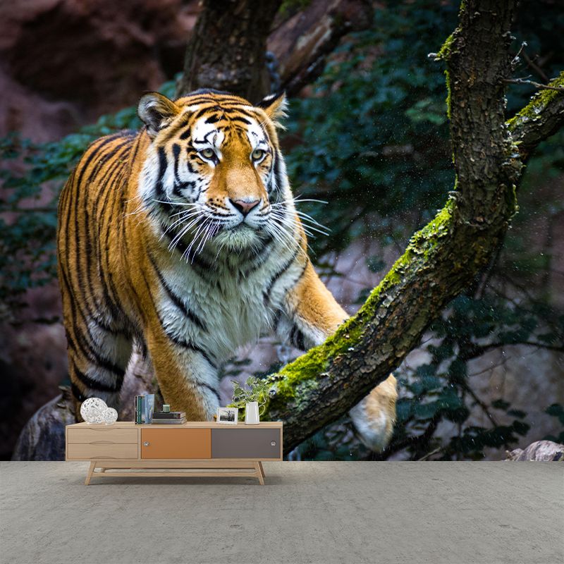 Handsome Tiger Mural Contemporary Photography for Living Room Decoration