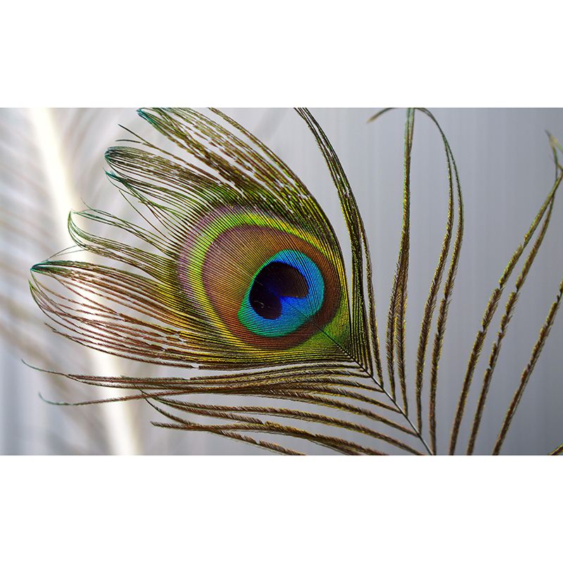 Lifelike Wall Mural Peacock Feather Pattern Drawing Room Wall Mural