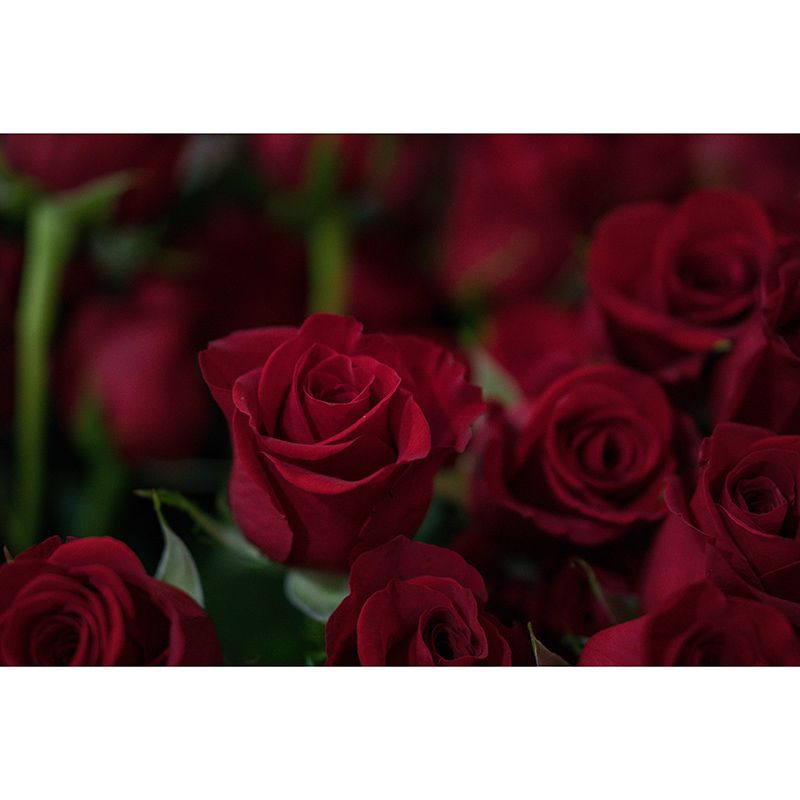 Photography Wall Mural Wallpaper Elegant Rose Sitting Room Wall Mural