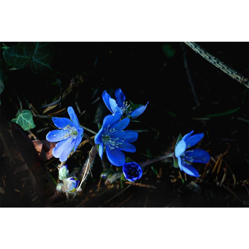 Wildflowers Mural Decal Contemporary Wallpaper Eco-friendly Wall Decor for Bedroom