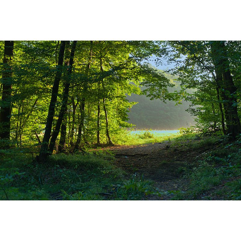 Forest Landscape Mural Water Resistant Wall Decor for Bedroom Reading Room