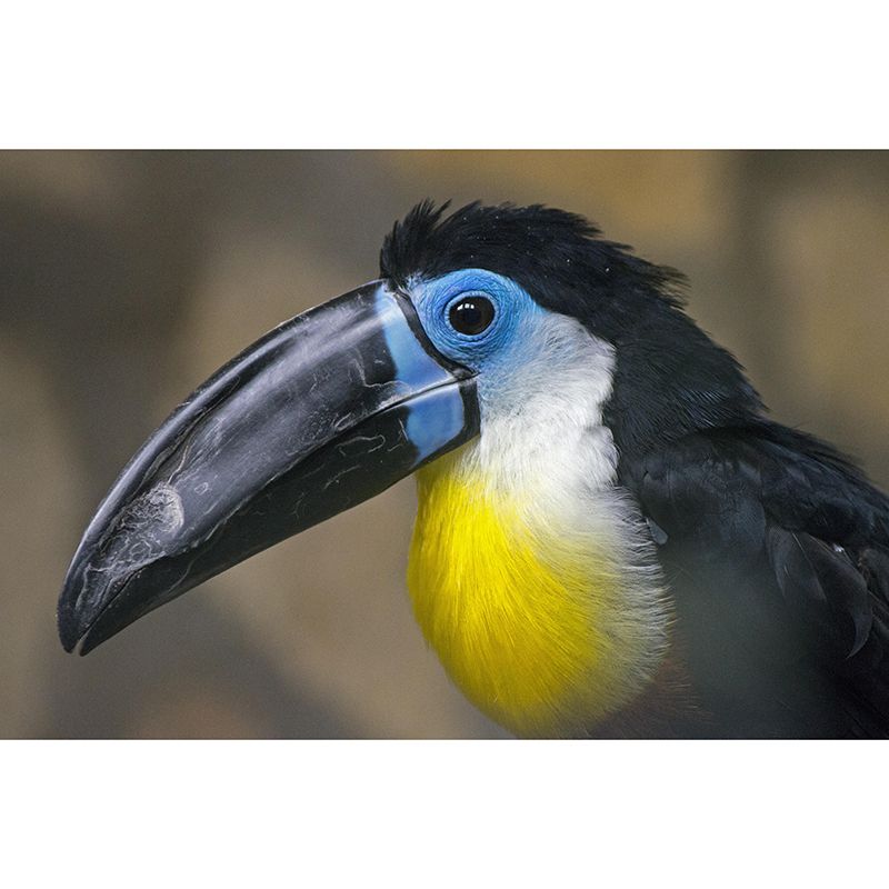 Customized Moisture Resistant Toucan Mural Wallpaper Environment Friendly Wall Decor