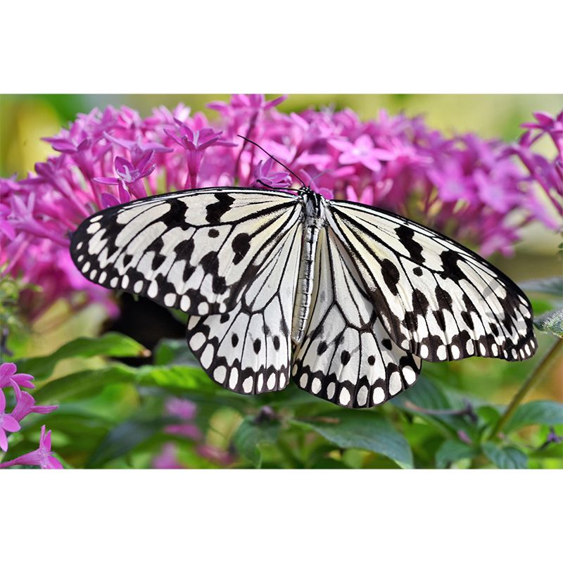 Butterfly Animal Wallpaper Mural Contemporary Style Wall Art for Living Room