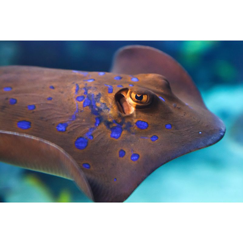 Fancy Wall Mural Tropical Fish Patterned Living Room Wall Mural