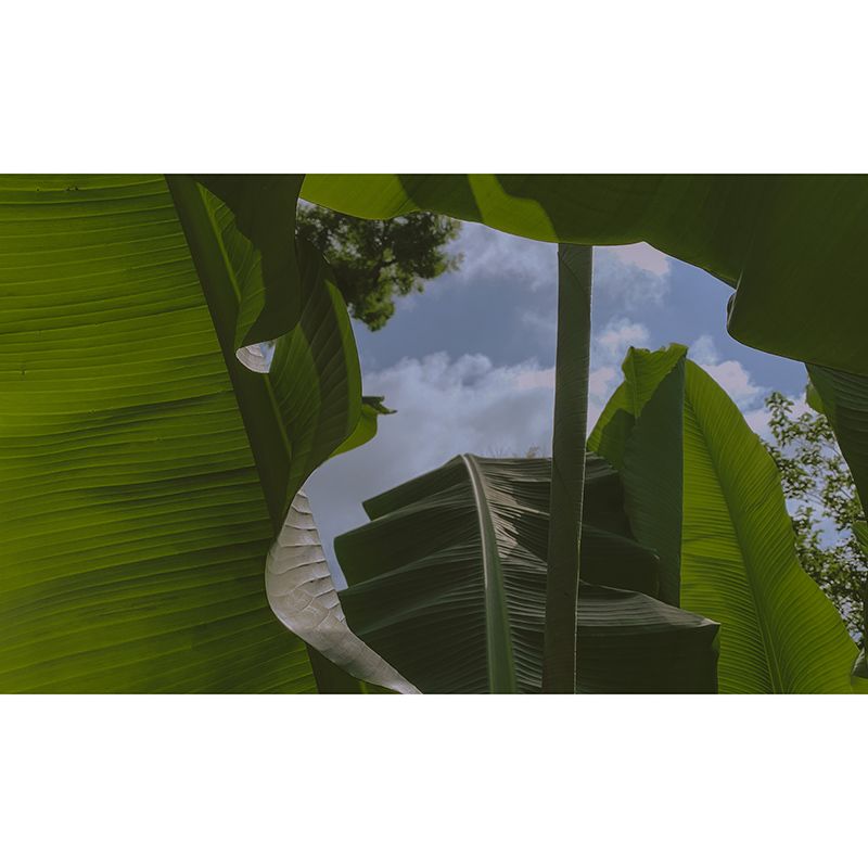 Tropical Plants Mural Wallpaper for Reading Room Modern Wall Covering for Home