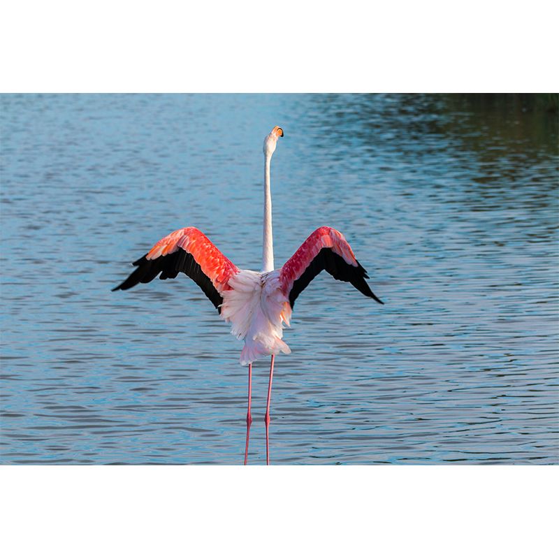 Flamingo Mural Stain Resistant Contemporary Bedroom Wall Decor, Personalized Size