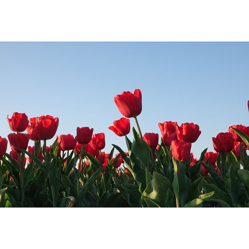 Contemporary Tulip Home Mural Mildew Resistant Wall Decor for Sleeping Room