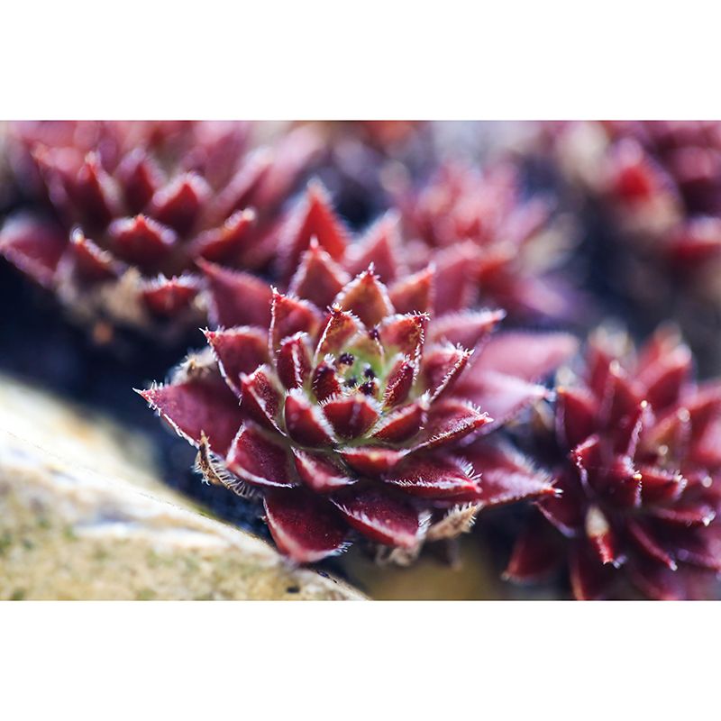 Customized Succulents Wall Mural Stain Resistant for Living Room Decor