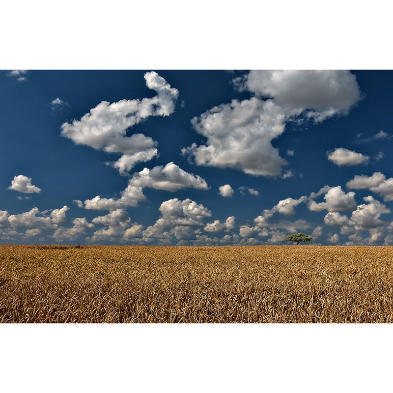 Decorative Wall Mural Wallpaper Wheat Field Sitting Room Wall Mural