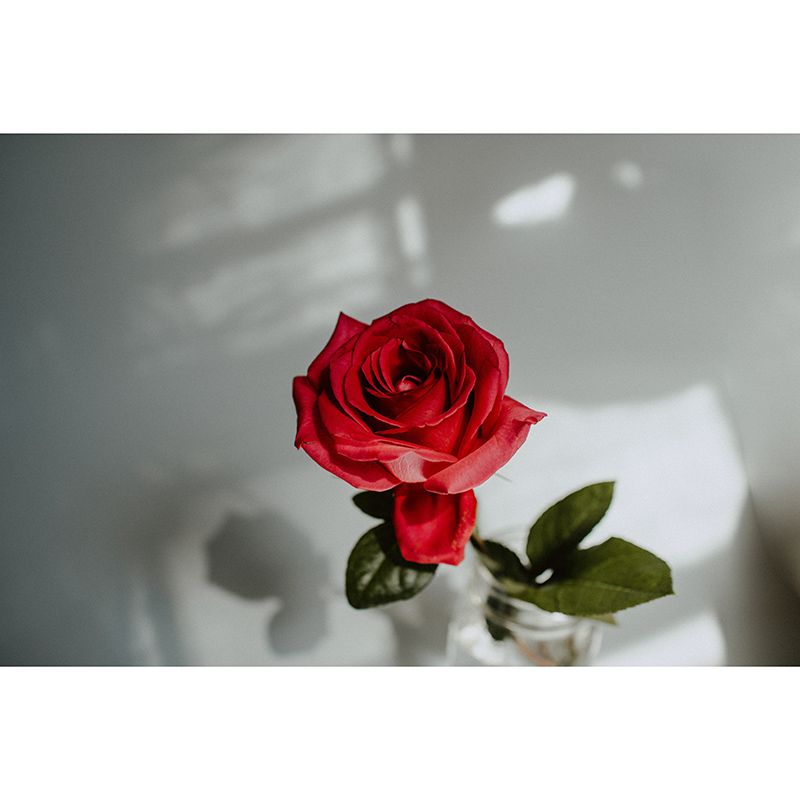 Photography Environment Friendly Mural Wallpaper Beautiful Roses Bedroom Wall Mural