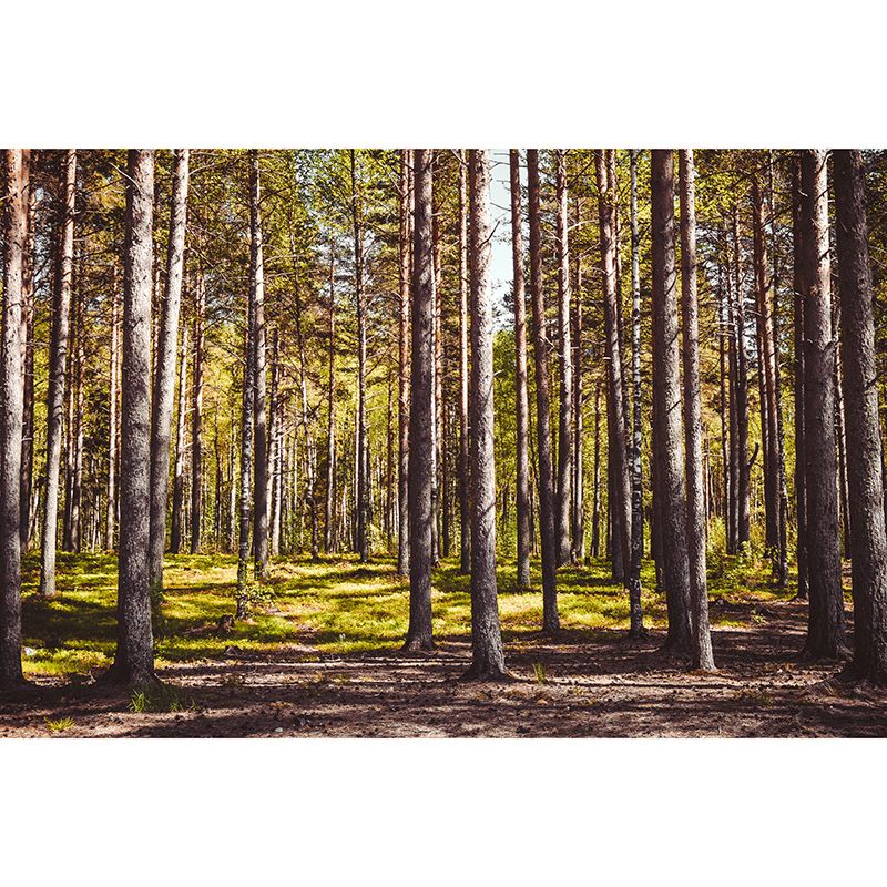 Forest Scenery Mildew Resistant Wallpaper Environmental Sleeping Room Wall Mural