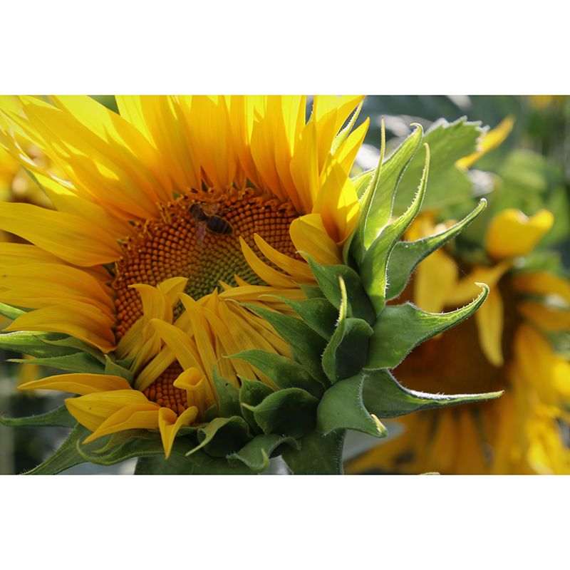 Yellow Sunflower Wall Mural Decals Home Decoration Girls' Bedroom Wall Decor