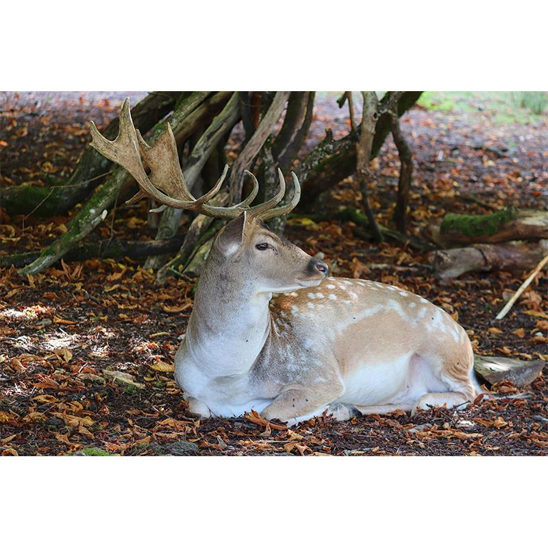 Contemporary Mural with Sika Deer Pattern Photography Decorative Wall Art for Girls' Bedroom