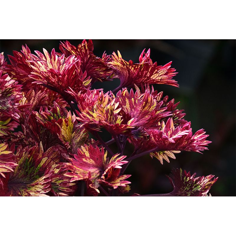 Coleus Plant Wall Mural Eco-friendly Customized Wall Covering for Sitting Room