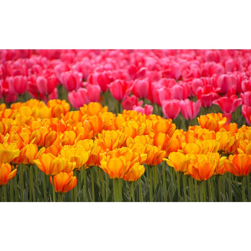 Photography Wall Mural Wallpaper Plant Living Room Wall Mural