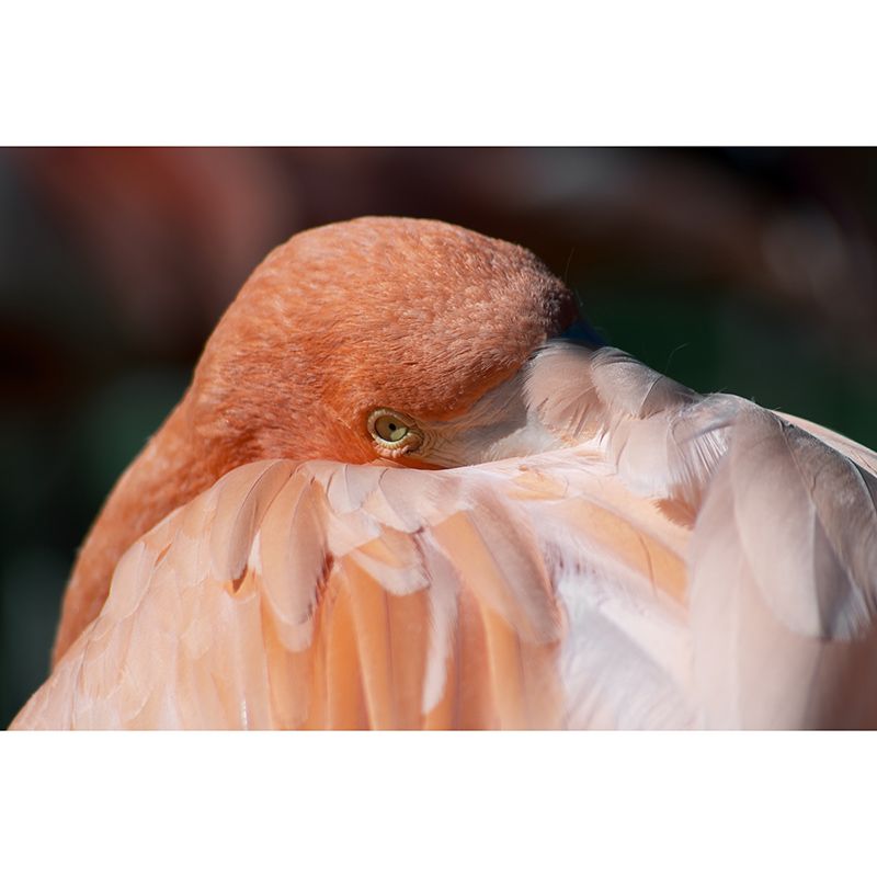 Flamingo Customized Wall Mural Contemporary Photography for Living Room