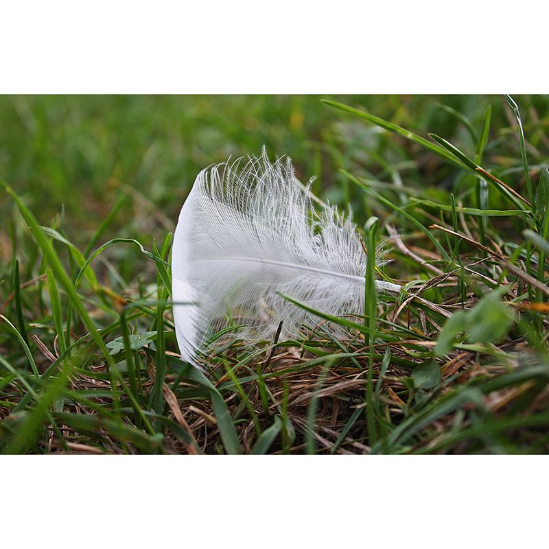 Living Room Wall Mural Wallpaper Modern Bird Feather Mildew Resistant Wall Decor