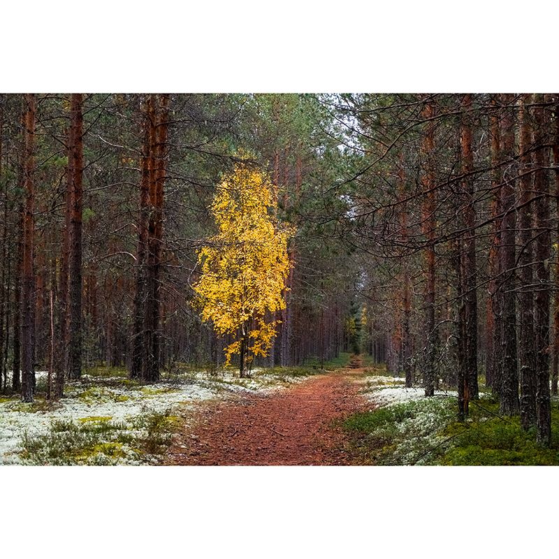 Forest Mural Wallpaper Full Size Stain-Resistant Living Room Home Decor