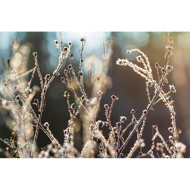 Plants Stain Resistant Mural Photography Washable Wallpaper Sitting Room Wall Mural