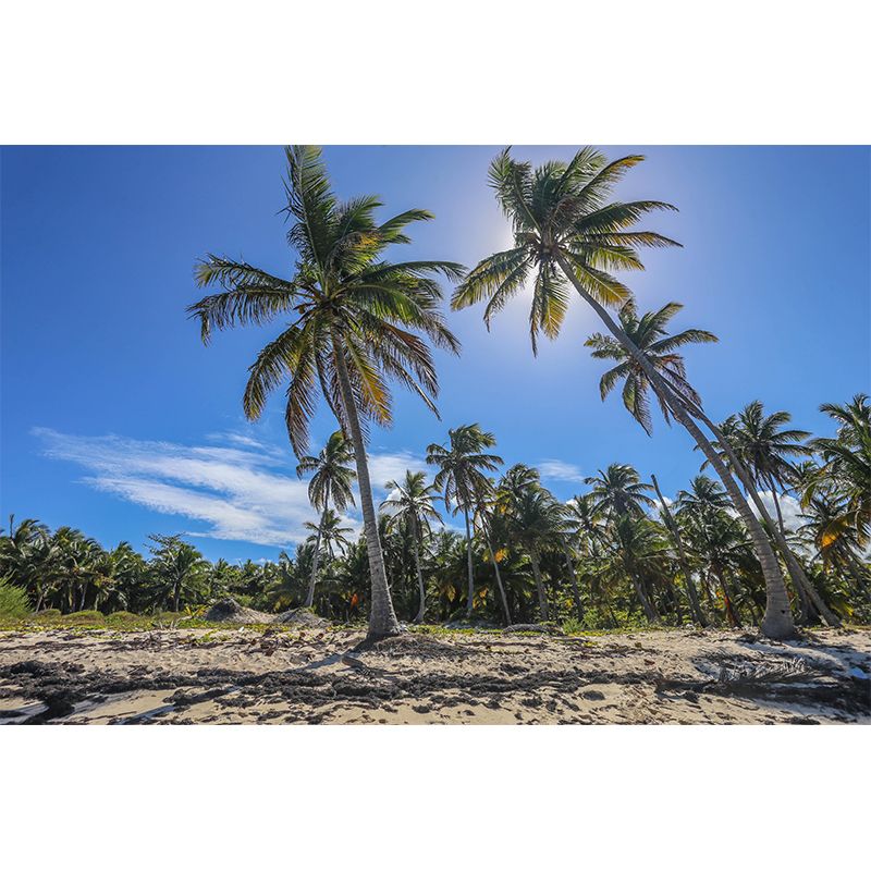 Horizontal Photography Palm Tree Mural Mildew Resistant Wallpaper for Wall Decor