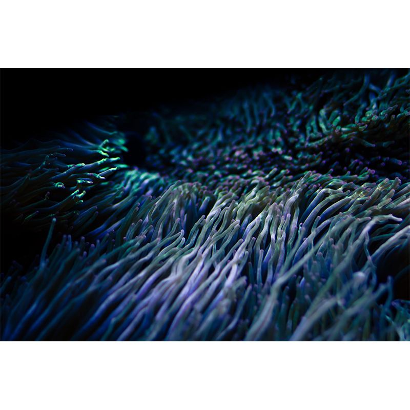 Photography Underwater World Wall Mural Contemporary Decorative Wall Murals for Bedrooms