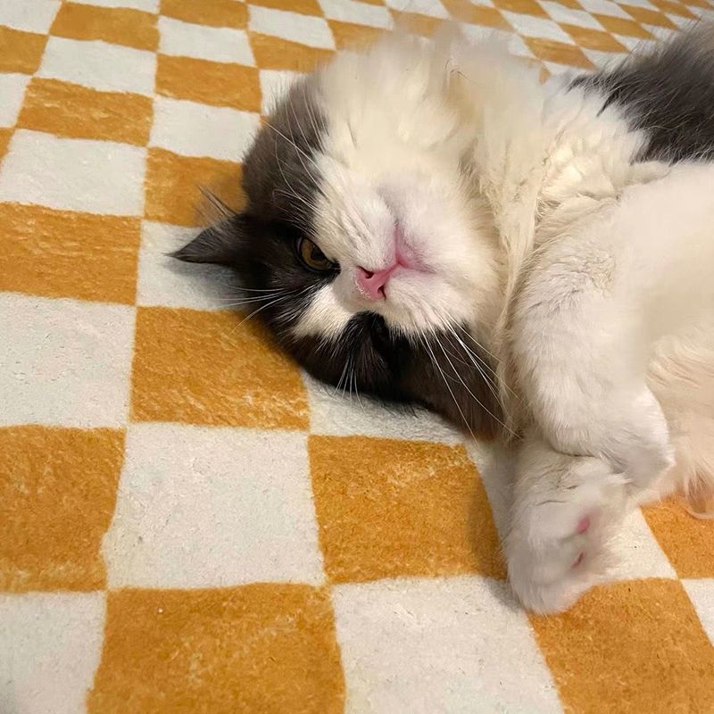 Simple Checkered Pattern Carpet Polyester Indoor Rug Pet Friendly Area Rug for Home Decoration